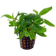 Aquarium Fish Shrimp Plant: Staurogyne Bihar (Aquascape/Aquarium/Vivarium/Paludarium/Plant) 5 stem 5