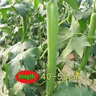 香嫩长丝瓜种子【 Long fragrant luffa seeds 】 Sweet and tender luffa seeds, ,luffa seeds, easy to survive and
