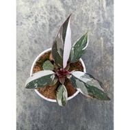 Philodendron Red Anderson ( W.Knight x Pink Princess) / Cây decor/ Cây kiểng lá