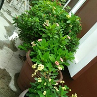 Keratan pokok bunga Mahkota Berduri