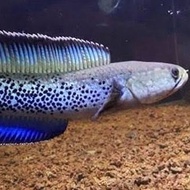 Channa Stewartii 7-8cm