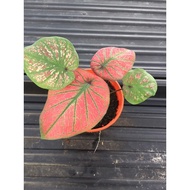 caladium_thailand_hybrid