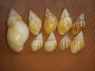 Cangkang Kerang Siput Laut