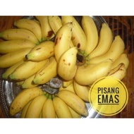 Pokok Pisang Mas / Benih Pisang Emas / Benih Pokok Pisang / Pisang Mas / Banana Tree