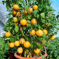 ขายเมล็ดพันธุ์/ประเทศไทยพร้อมสต็อก35เมล็ด เมล็ดพันธุ์ ผลไม้โสม Organic Pepino Melon Seeds Ginseng Fruit Seed ต้นไม้ผลกินได้ เมล็ดพันธุ์ผลไม้ บอนไซ เมล็ดบอนสี บอนสี ต้นไม้ พันธุ์ไม้ผล ต้นพันธุ์ผลไม้ เมล็ดพันธุ์ผัก ​ต้นไม้แคระ ต้นผลไม้ ต้นไม้มงคล เมล็ดดอกไม