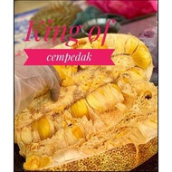 ANAK POKOK CEMPEDAK KING