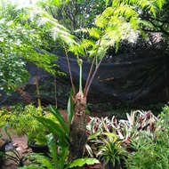 tanaman hias pakis monyet/pakis hutan