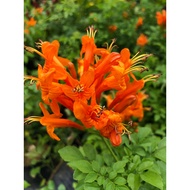 【LSG】硬骨凌霄Tecomaria capensis outdoor live plant | pokok hidup hiasan | Bunga tahan panas