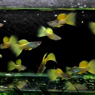 Ikan Hias Guppy Metal Yellow Pingu Murah dan Berkualitas