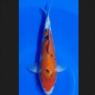 Ikan Koi Sanke Import Jepang Sertifikat Sakai Fish Farm Code 48