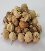 Indian Rennet flower seed (Withania coagulans) Panneer Poo Paneer Dodi