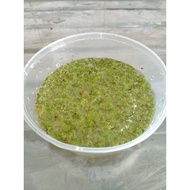 LIVE AQUATIC PLANT AZOLLA (FAST SHIPPING)