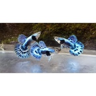 Packing PAKET HEMAT Guppy Blue Ivory TOP GRADE + BONUS Top Grade+bonus