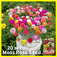 Portulaca Seeds เมล็ดพันธุ์ ดอกไม้ดวงอาทิตย์ คละสี 20เมล็ด/ซองs Moss Rose Double Flower Seeds Potted Portulaca Plants เมล็ดดอกไม้ บอนสีสวยๆ ต้นไม้ประดับ ดอกไม้ปลูก ต้นไม้มงคลสวยๆ บอนสีราคาถูกๆ บอนสีหายาก บอนสี ไม้ประดับ ต้นไม้ฟอกอากาศ บอนสี ต้นไม้ด่าง