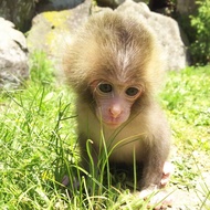 Shodoshima Choshikei Nature Zoo Monkey Park Ticket in Kagawa