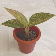 Best Seller Tanaman Hias Aglaonema / Aglonema Golden Hope Original