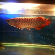 arwana golden red 50cm bersertifikat