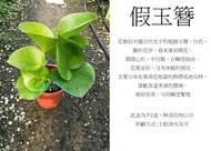 心栽花坊-假玉簪/7吋/綠化植物/室內植物/觀葉植物/售價300特價250