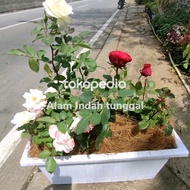 Tanaman hias bunga mawar warna mix dan pot panjang putih