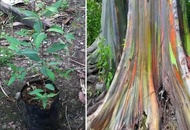 Bibit pohon pelangi/rainbow eucalyptus