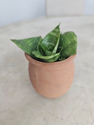 短葉虎尾蘭 小盆栽