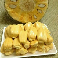 nangka masak 1buah