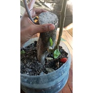Bonsai/ Exoted/ Rooted and cuttings Root Stocks of Bougainvilleas in different sizes. Limited stock