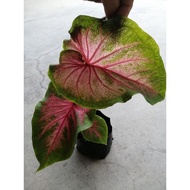 Caladium Dragon Heart / keladi red dragon/pokok keladi Dragon Heart