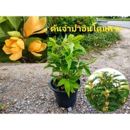 ( PRO+++ ) โปรแน่น.. ต้นจำปาแคระ จำปาอินโด ดอกหอมต้นเตี้ยออกดอกตลอดทั้งปี ต้นสูง 40-50 cm.(1ต้น) ราค