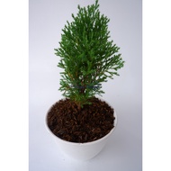 Tanaman Cemara Duri Bahan Bonsai
