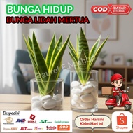 TANAMAN HIDUP LIDAH MERTUA