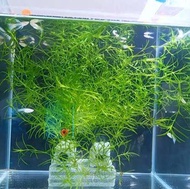 Needle grass Bamboo grass Guppy grass Najas Indica Aqua plant