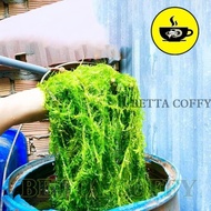 Tieu Bao Thap Dog Tail Arhat Seaweed - Aquatic Plants to decorate aquariums and rockeries