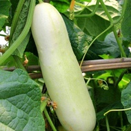 Fruit seeds Ready stock Early-maturing white cucumber fruit cucumber seeds spring and autumn sowing heat and humidity re