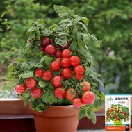 Hybrid Dwarf Red Cherry Tomato Seeds in Pots