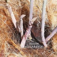 15 biji benih Asparagus Purple Passion • Lowland • Asparagus Ungu • Seeds