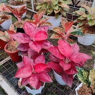 aglaonema suksom jaipong size B