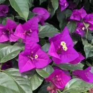 Live Replacement 5Bougainvillea Large Seeding Double Leaf Bougainvillea Sapling Bonsai Indoor Balcon