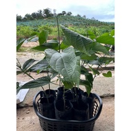 Pokok Sacha Inchi (Anak Pokok)