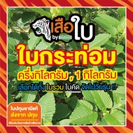 ใบกระท่อมสด 1 กิโลกรัม และ ครึ่งกิโลกรัม 1000 กรัม และ 500 กรัม ของดีเมืองปทุม กระท่อมเมืองไทย กระท่อมปทุม ใบปทุมธานีแท้100%  #เสือใบกระท่อม