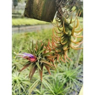 AIR PLANT TILLANDSIA VAR VANHYINGII AIRPLANT 空气草 空气凤梨 无土植物