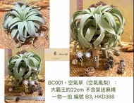 🍃BA001。空氣草（空氣鳳梨）B3 。（#空氣鳳梨 #空氣草 #精靈 #電燙卷#大霸王#辦公室 家居 植物）