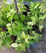 Pokok Kerdas Anak Pokok Tanaman Benih Garden Seed Seeds