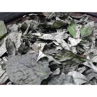 Dehydrated Daun Kering Pecah Beling Pecah Batu Pecah kaca Dried Strobilanthes Crispa Leaves 黑面将军干叶