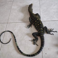 biawak varanus salvadori merauke no iguana tegu salvator savmon