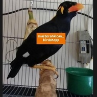 Promo burung beo Medan muda remaja rawatan mewah Diskon