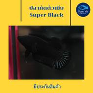 ปลากัด ซุปเปอร์ แบล็ก ตัวเมีย พร้อมรัด ไข่แน่น ปลากัดสวยงาม Super blackมีประกันสินค้า