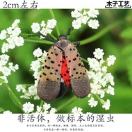 2 Insect Specimen Spotted Clothes Wax Cicada Larvae Alcohol Wet Worm Animal Beetle Teaching Photo Pr