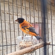 Burung red siskin gacor warna merah muda Red Siskin klasik original