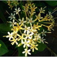 Pokok Bunga Ixora Madagascar